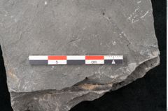 Foto (Detailansicht) von Equisetum ungeri Ettingshausen (NHMW-GEO-2024-0188-10621)